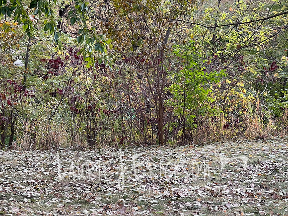 IMG_5330
